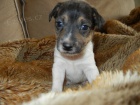 PEJSEK JACK RUSSELL TERIER - PO RODICH S PP, HLADKOSRST