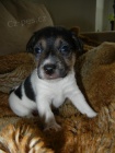 PEJSEK JACK RUSSELL TERIER - PO RODICH S PP, HLADKOSRST