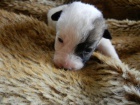 FENEKA JACK RUSSELL TERIER - DRSNOSRST! PO RODICH S PP!