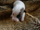 FENEKA JACK RUSSELL TERIER - DRSNOSRST! PO RODICH S PP!