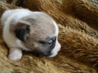LUXUSN FENEKA JACK RUSSELL TERIER - BICOLORN, HLADKOSRST, PO RODICH S PP