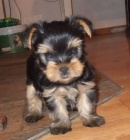 Jork�irsk� teri�r - pejsek