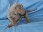 Vmarsk oha - ttka - weimaraner puppies