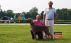 Vmarsk oha - ttka - weimaraner puppies