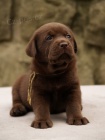 Labradorsk retriever - okoldov tntka s PP