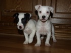 tntka jack russell terier