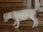 tntka jack russell terier