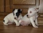 tntka jack russell terier