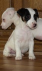 tntka jack russell terier