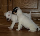 tntka jack russell terier