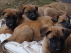 Belgick ovk Malinois - tata