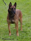 Belgick ovk Malinois - tata