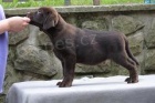 Labradorsk retriever - okoldov tntka s PP