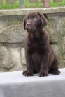 Labradorsk retriever - okoldov tntka s PP