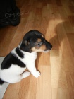PEJSEK JACK RUSSELL TERIER - PO RODICH S PP, IHNED K ODBRU