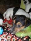 KRSN PEJSEK JACK RUSSELL TERIER - PO RODICH S PP