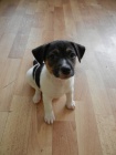 KRSN PEJSEK JACK RUSSELL TERIER - PO RODICH S PP