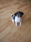 KRSN PEJSEK JACK RUSSELL TERIER - PO RODICH S PP