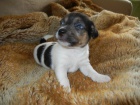KRSN PEJSEK JACK RUSSELL TERIER - PO RODICH S PP