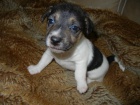 KRSN PEJSEK JACK RUSSELL TERIER - PO RODICH S PP
