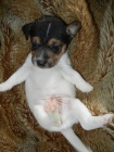 PEJSEK JACK RUSSELL TERIER - PO RODICH S PP, IHNED K ODBRU