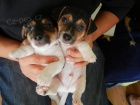 PEJSCI JACK RUSSELL TERIER, PO RODICH S PP, IHNED K ODBRU!