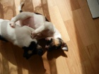 PEJSCI JACK RUSSELL TERIER, PO RODICH S PP, IHNED K ODBRU!
