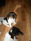 PEJSCI JACK RUSSELL TERIER, PO RODICH S PP, IHNED K ODBRU!