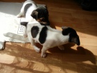 PEJSCI JACK RUSSELL TERIER, PO RODICH S PP, IHNED K ODBRU!