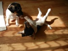 PEJSCI JACK RUSSELL TERIER, PO RODICH S PP, IHNED K ODBRU!