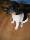 PEJSEK JACK RUSSELL TERIER - PO RODICH S PP, IHNED K ODBRU