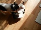 PEJSEK JACK RUSSELL TERIER - PO RODICH S PP, IHNED K ODBRU
