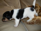 PEJSEK JACK RUSSELL TERIER - PO RODICH S PP, IHNED K ODBRU