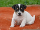 Prodm tata Jack Russel Treier s PP