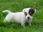 Prodm tata Jack Russel Treier s PP