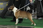 Bullterrier standart pejsek