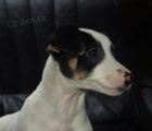 tntko jack russell terier
