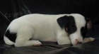 tntko jack russell terier