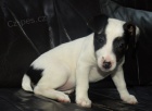 tntko jack russell terier
