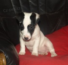 tntko jack russell terier
