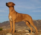 Rhodesian Ridgeback tata s PP