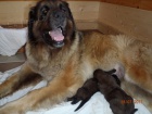 Leonberger - tata