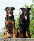 Beauceron tata na prodej - francouzsk ovk