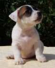 Jack Russell Terier tata s PP