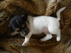 KRSN PEJSEK JACK RUSSELL TERIER - PO RODICH S PP