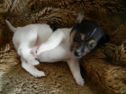 KRSN PEJSEK JACK RUSSELL TERIER - PO RODICH S PP