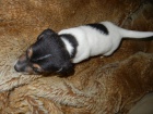KRSN PEJSEK JACK RUSSELL TERIER - PO RODICH S PP