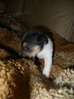 KRSN PEJSEK JACK RUSSELL TERIER - PO RODICH S PP