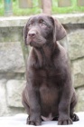 LABRADORSK RETRIEVER-okoldov a ern ttka s PP