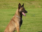 ZADM TATA - BELGICK OVK MALINOIS S PP